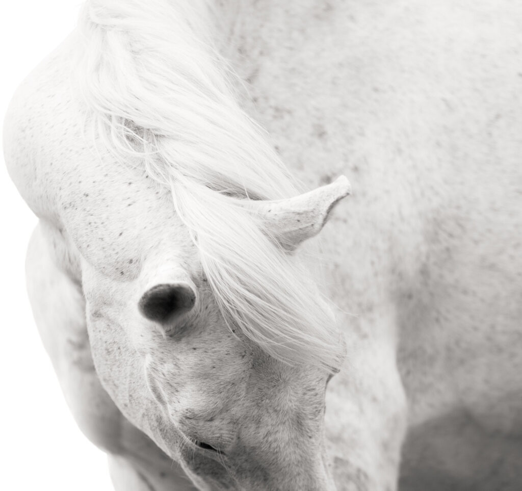 White Horse